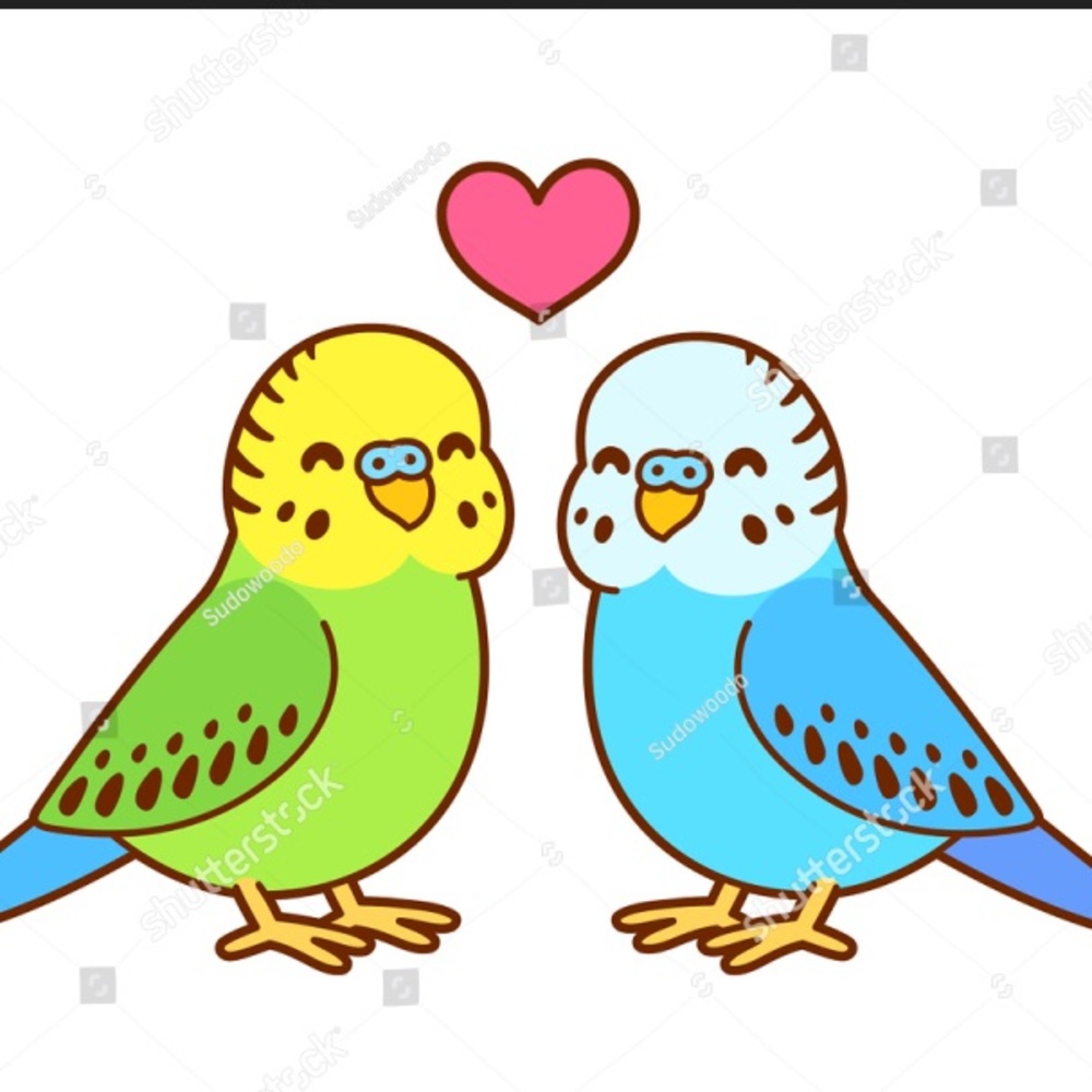Parakeet Egg-stravaganza!